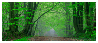 DNSEMP-L-128-Forest Serenity Forest Path